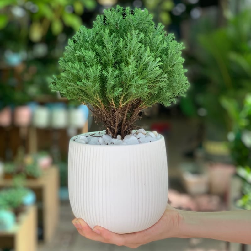 Cây tùng bông lai , Tùng bồng lai cây để bàn
