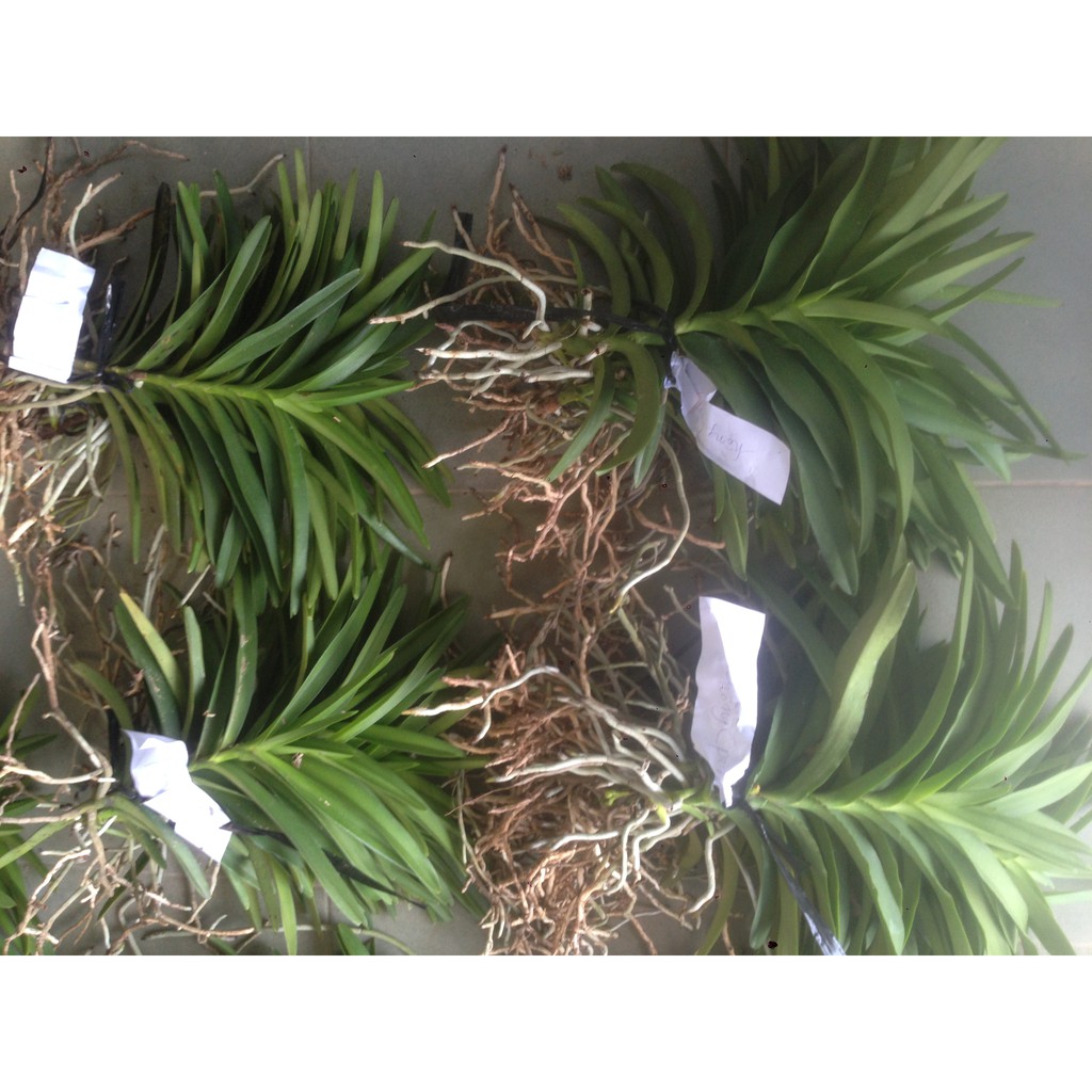 Combo 20 Cây Lan Giống Mokara nhiều màu Đỏ,Vàng,Tím,Hồng,Trắng cây cao 20-30 cm