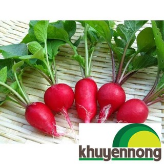 Gói 200 Hạt giống củ cải đỏ mini