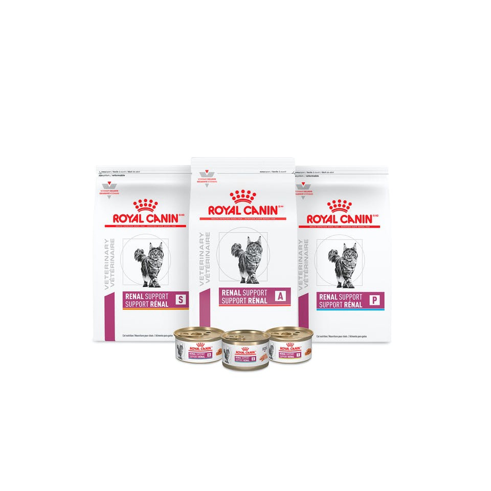 2kg - Hạt Renal Royal Canin Cat hỗ trợ chức năng thận cho Mèo Garé Pet Shop