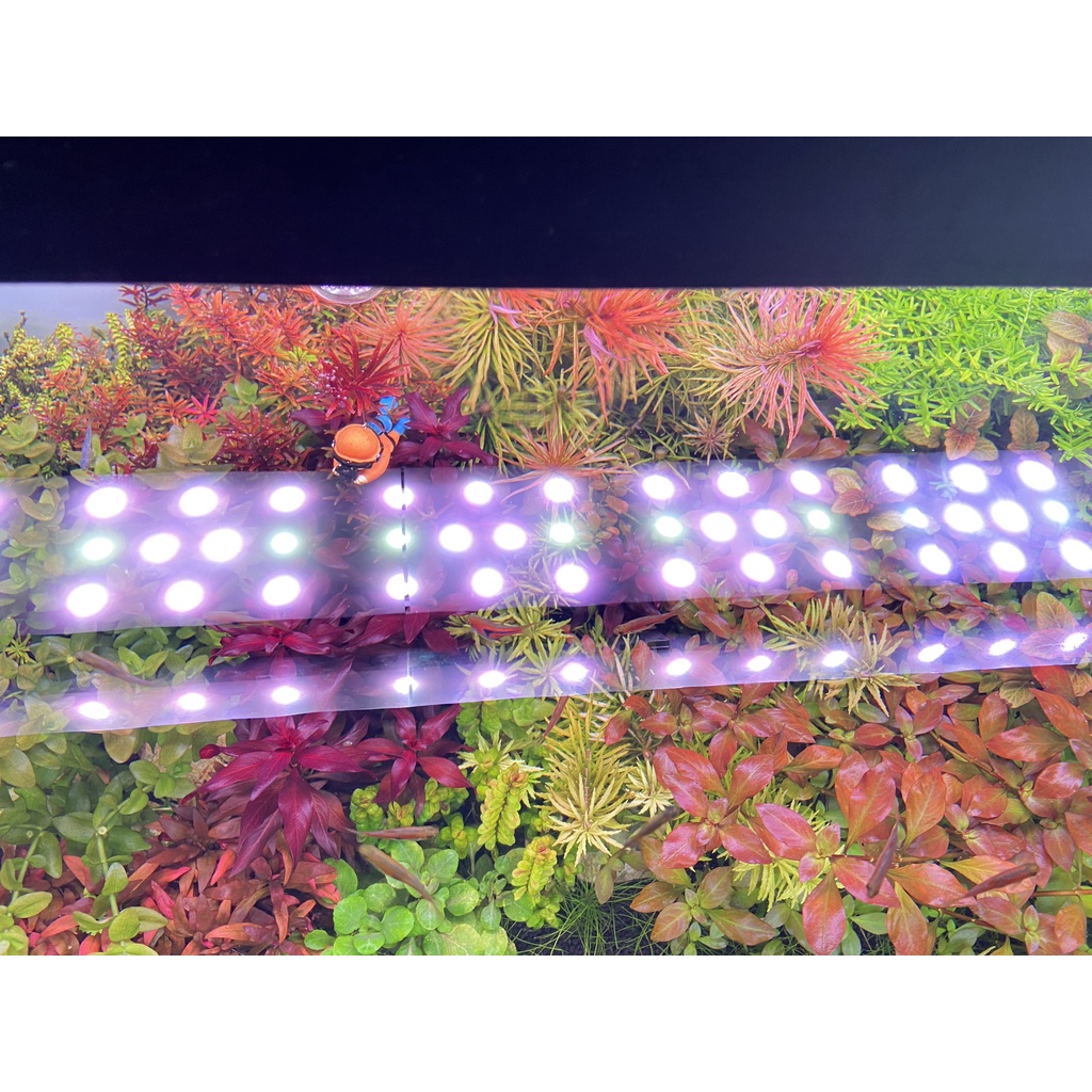 Đèn Thuỷ Sinh WRGB uvA 5054 SMD  - Magic Led Lighting