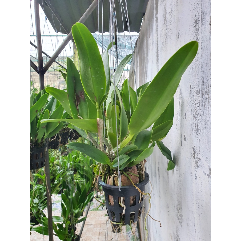 Lan Cattleya Bông Vàng Đậm