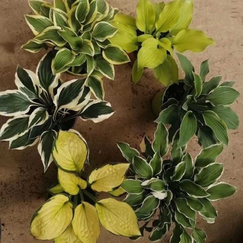 Cây hosta chuẩn giống Hà Lan