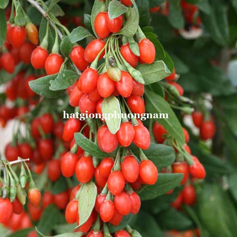 10H - HẠT GIỐNG CÂU KỶ TỬ