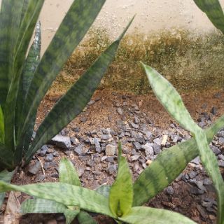 lưỡi mèo cây giống