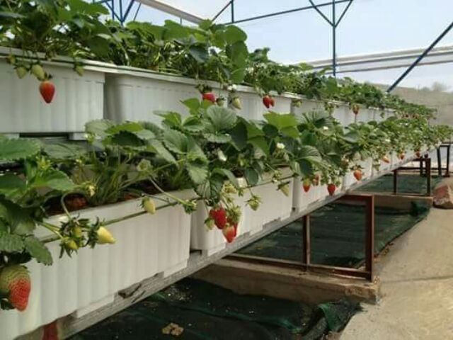 Dâu Tây Nhật Hana đang hoa