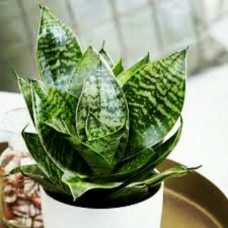 Cây lưỡi hổ xanh