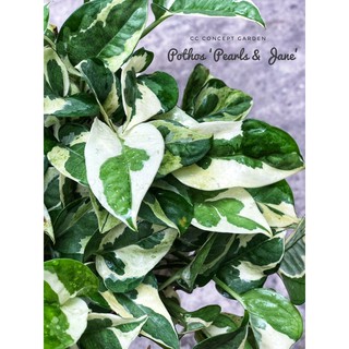 Trầu Bà Sữa (Chậu Siêu To)