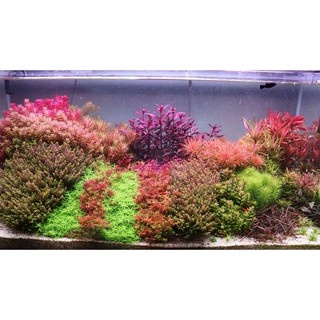 10 ngọn Vảy Ốc Ấn Độ - Rotala Indica