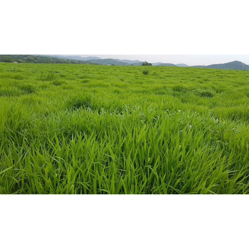 Hạt Giống Cỏ Ruzi - Gói 100g - Cỏ Có Sức Chống Chịu Rât Tốt, Siêu Dinh Dưỡng Cho Chăn Nuôi Bò, Dê, Cừu, Thỏ, Cá...