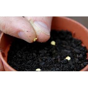Hạt Giống Ớt Tròn /Ớt Kiểng Trái Tròn  - Dễ Trồng, Trái Nhiều, Cay Vừa Thơm Ngon - MUA 3 TẶNG 1 CÙNG LOẠI
