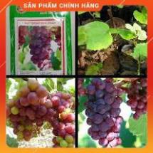 Hạt Giống Nho Pháp Lùn LUCKY SEEDS ( 10 hạt)