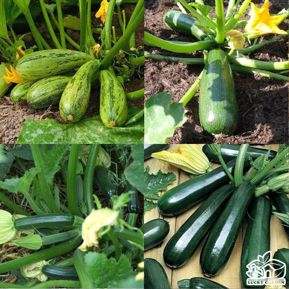 Hạt Giống Bí Ngòi Xanh F1 Loại dễ trồng năng suất cao kháng sâu bệnh (gói 200gram ,500gram,1kg)