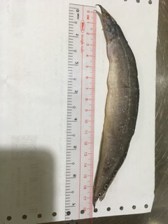 Khô cá chạch 500g /230k