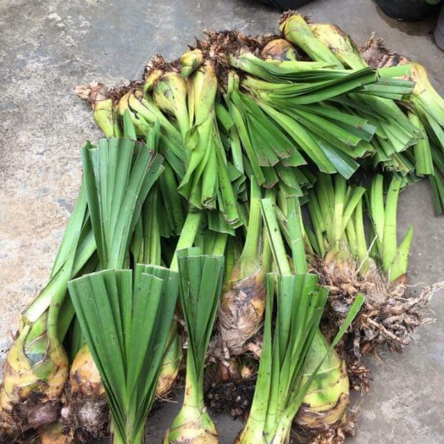 Củ hoa địa lan sato