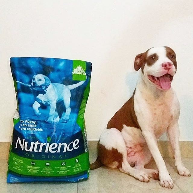 Thức Ăn Cho Chó Husky Con - Nutrience Original Bao 500g - Hỗ Trợ Trí Não, Cơ Khớp - Thịt Gà, Rau Củ & Trái Cây Tự Nhiên