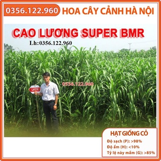 Hạt giống cỏ cao lương SUDAN SUPER BMR 1kg - cỏ chăn nuôi năng suất, dinh dưỡng cao