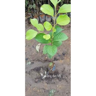 Hồng giòn không hạt nhật bản + Tặng 01 cây dâu da đất( bòn bon)