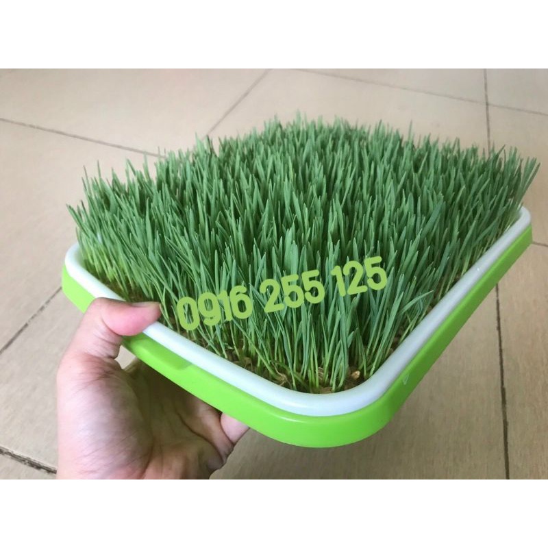 COMBO Cỏ lúa mì tự trồng tại nhà siêu tiết kiệm 1kg+ 1 xơ xừa+1 khay trồng