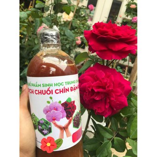 (1 lít) Dịch chuối trứng, sữa đậm đặc kích mầm,dưỡng hoa cho hoa hồng, hoa lan