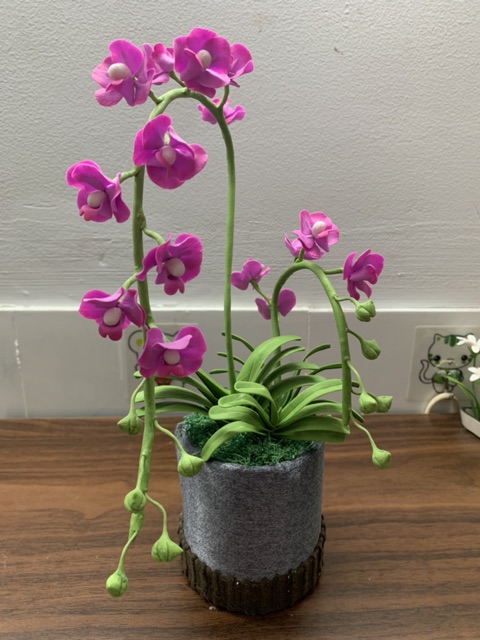 Chậu hoa Lan Vanda đất sét bông hoa nhỏ cành cao