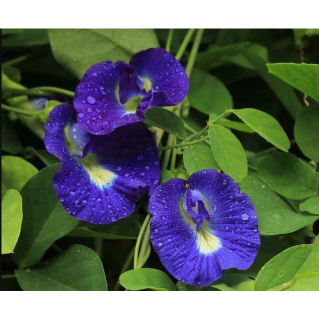 Hạt Giống Hoa Đậu Biếc F1-Dễ trồng-Hoa nở đẹp-Tặng kèm hướng dẫn trồng