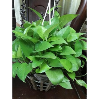 GE trứng/đậu tương/chuối - 1000ml
