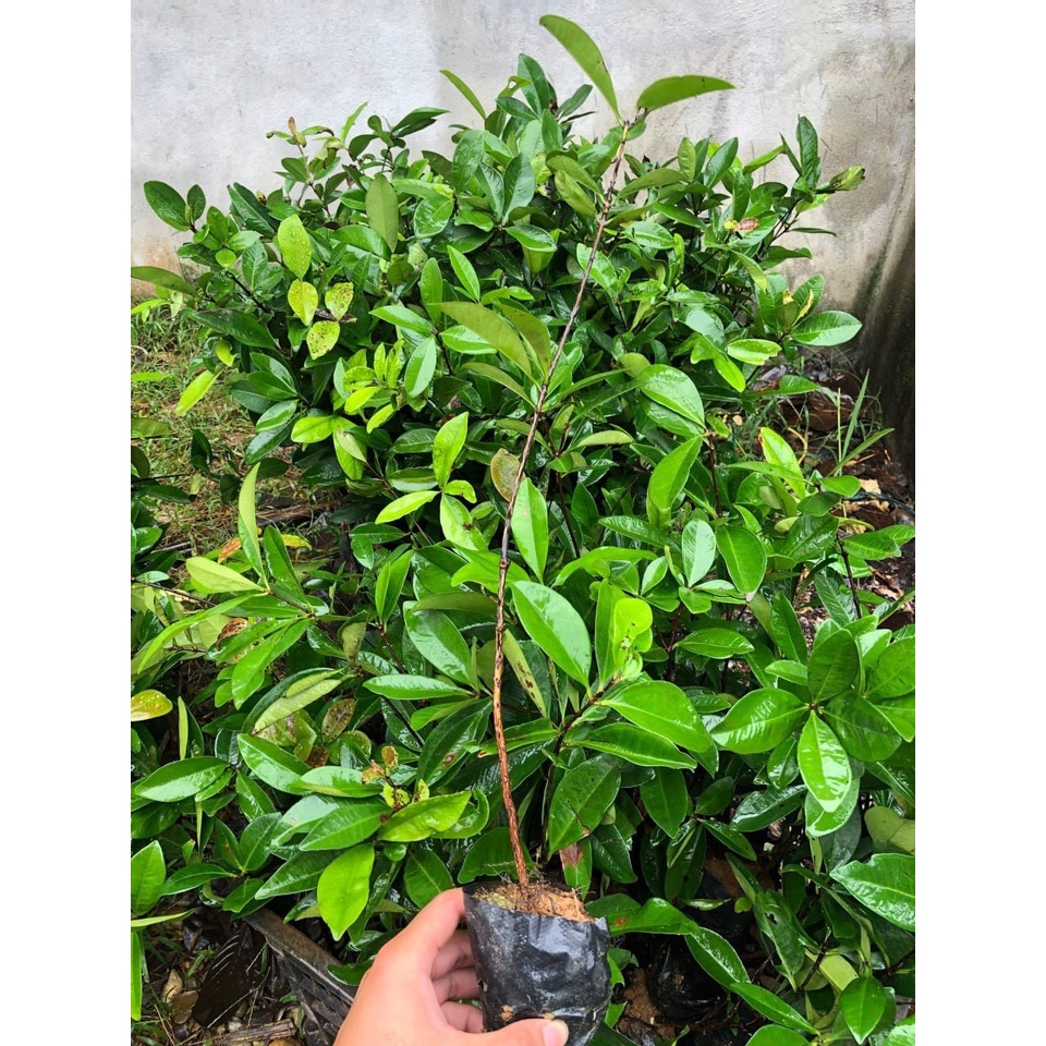 Cây Cherry Brazil chịu nhiệt, cao >50cm, thích hợp trồng cả ở miền Nam và Bắc Việt Nam đều cho ra quả