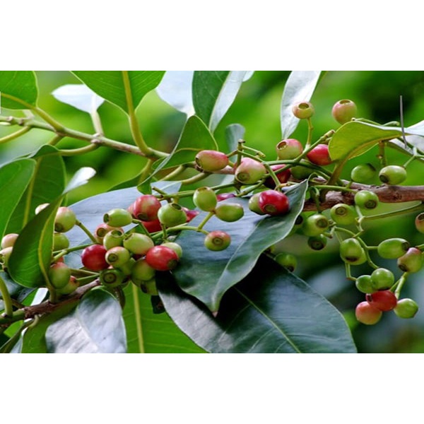 Lá vối khô TAFOOD 100g