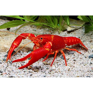 Combo 5 thức ăn tôm tép cảnh Crawfish