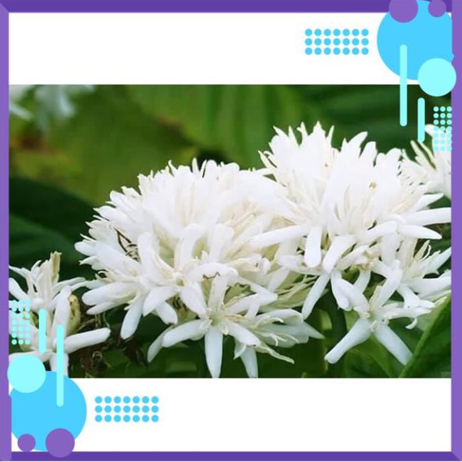 Mật ong nguyên chất 100% daklak