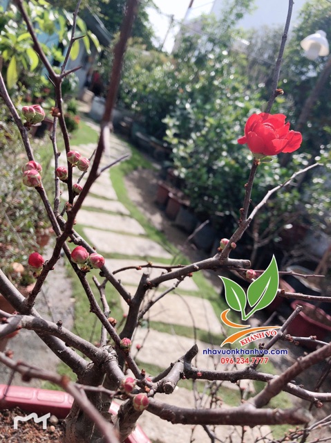 Cây mai đỏ