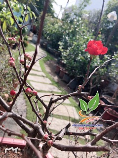Cây mai đỏ
