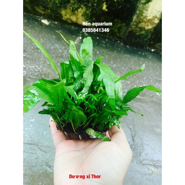 Cây thuỷ sinh Dương xỉ Thor : siêu khoẻ và dễ sống không cần đất nền