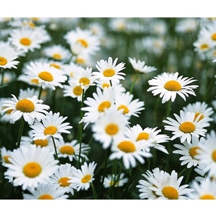 100H - #Hạt_Giống_Cúc_Họa_My ( tặng kèm kích mầm và phân bón )