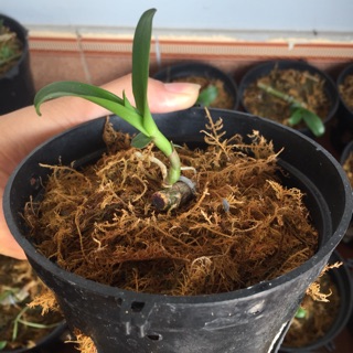Kie phi điệp