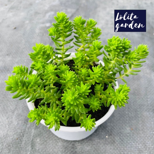 Sen đá sedum rong biển Đà Lạt size trung bình cây cảnh trang trí nhà cửa Lolita garden