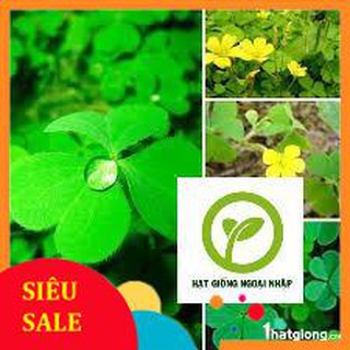 200 hạt giống cỏ ba lá HAT F1