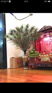 Lông công phong thuỷ