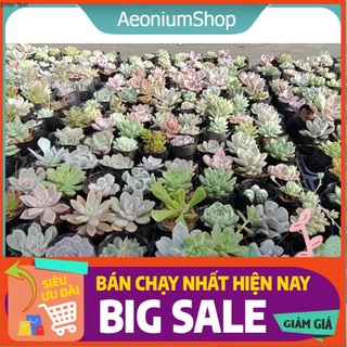 Combo 10 cây sen đá ngẫu nhiên, xuất xứ đà lạt, lỗi 1 đổi 1 💪 💪