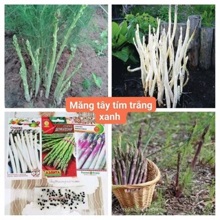 🎋🎋 HẠT GIỐNG MĂNG TÂY TÍM