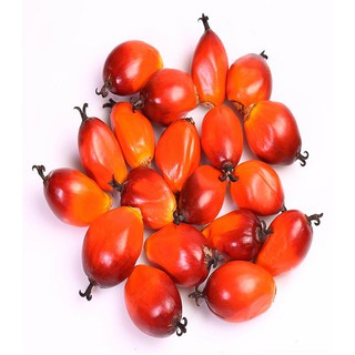 DẦU CỌ - PAML OIL 1LÍT ( ẤN ĐỘ)