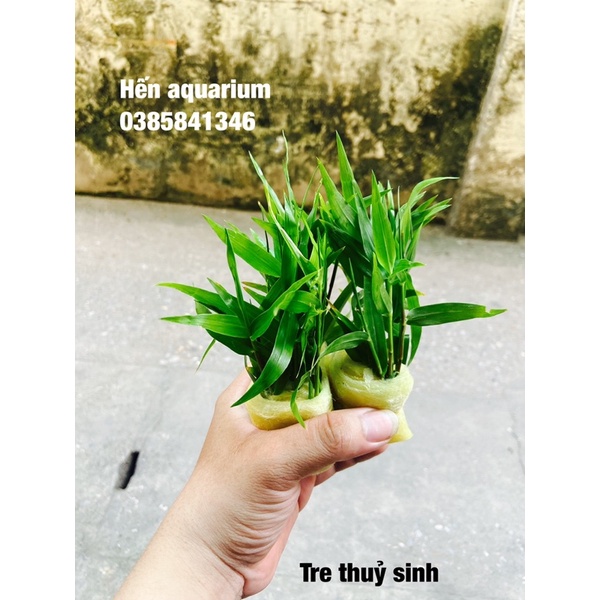 Cây thuỷ sinh Tre nước , 8️⃣ k / bó 5 cây