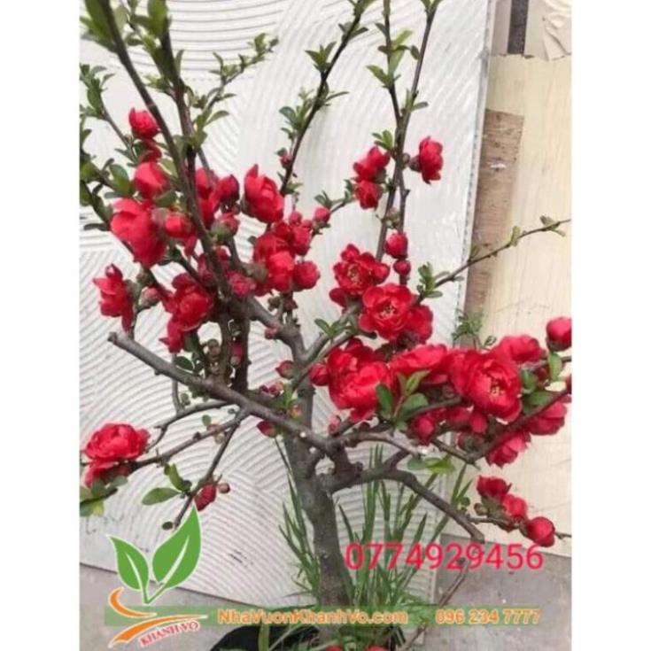 Cây giống hoa mai đỏ ra hoa quanh năm  - Nhà Vườn Khánh Võ