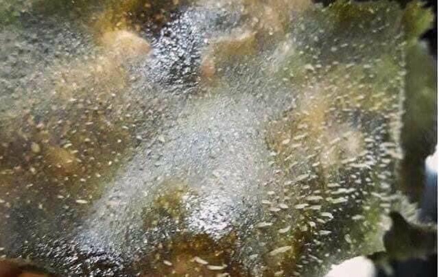 (Combo 1) lột mụn thần thánh trà xanh (2 hủ) (không ra mụn hoàn lại tiền) | BigBuy360 - bigbuy360.vn