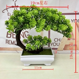 Cây bon sai trang trí phòng khách