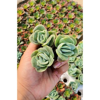 Combo 10 Cây Sen Đá Mini Đủ Loại Siêu Đẹp❤️❤️