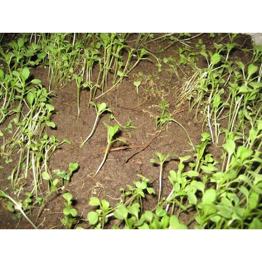 ( HOT ) Chế phẩm nấm đối kháng Tribas 25gr giúp ngăn ngừa các hiện tượng thối rễ, vàng lá, chết cây con