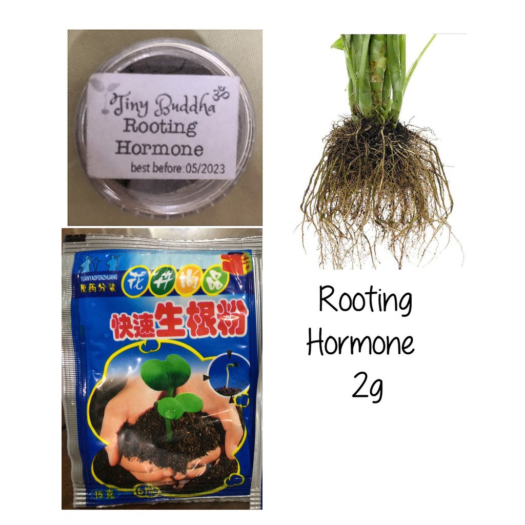 Bột Rapid Rooting hormone chuyên kích rễ cây trồng, kích nảy mầm hạt giống