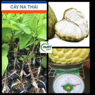 Cây Na Thái Siêu Ngon Nặng Ký Giống Bến Tre